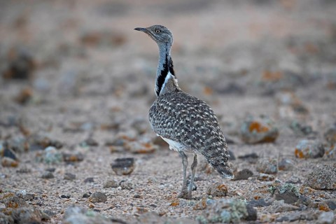 Cantilever Bustard,