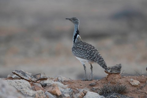 Cantilever Bustard,