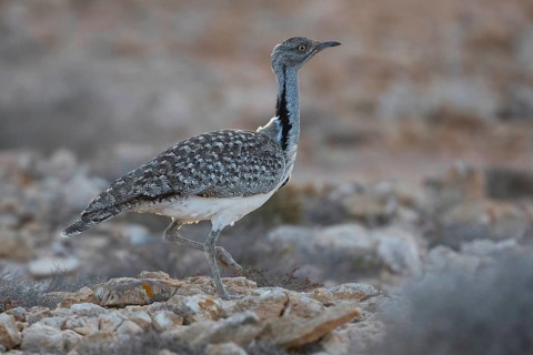 Cantilever Bustard,