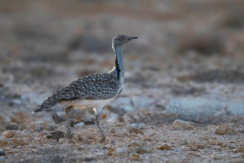 Cantilever Bustard,