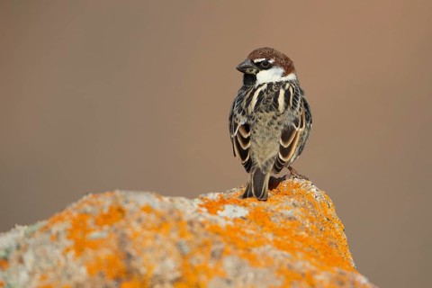 Spanish sparrow,