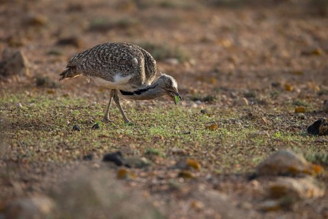 Cantilever Bustard,