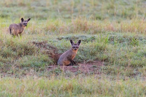 Bat eared fox,