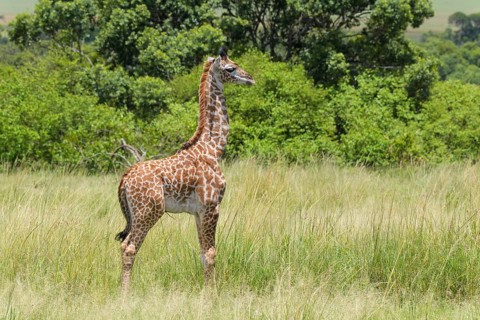 Masai Giraffe,