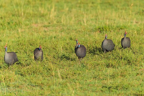 Helmeted guineafowl,