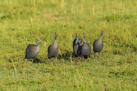 Helmeted guineafowl,