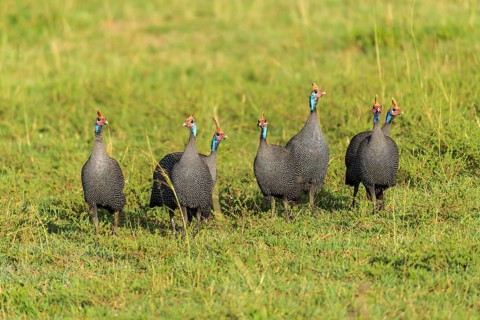 Helmeted guineafowl,