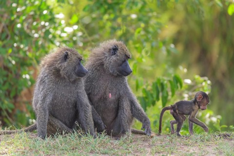 Olive baboon,
