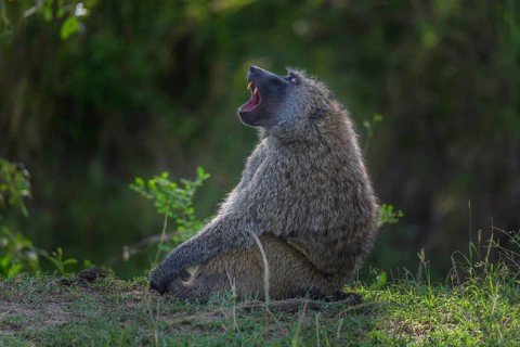 Olive baboon,