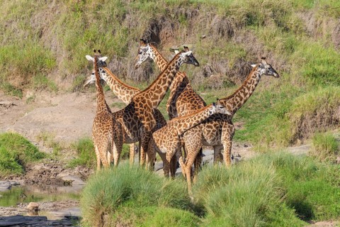 Masai Giraffe,