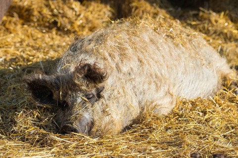 Mangalica, or Mangalitsa or Mangalitza pig