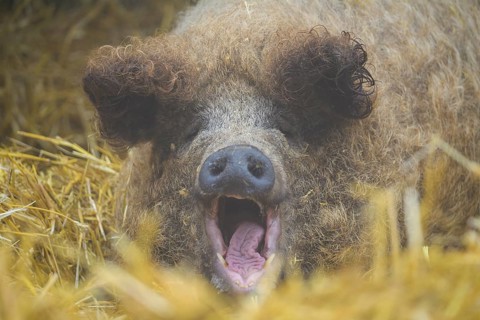 Mangalica, or Mangalitsa or Mangalitza pig