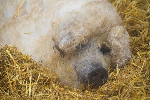 Mangalica, or Mangalitsa or Mangalitza pig