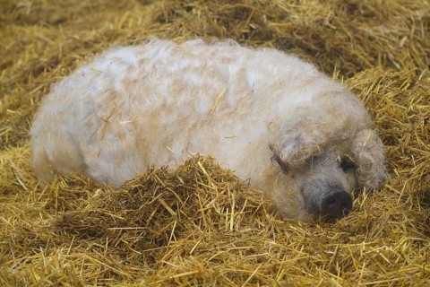 Mangalica, or Mangalitsa or Mangalitza pig