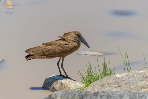 Hamerkop,