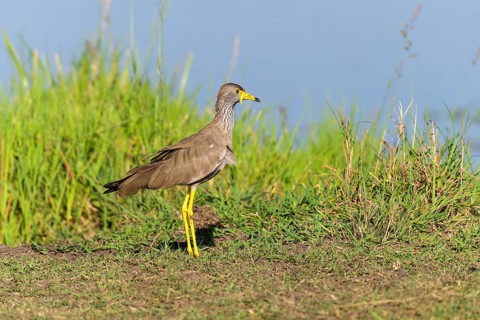 African Wattled Lapwing,