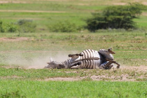 Zebra,