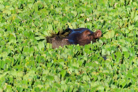Hippopotamus,