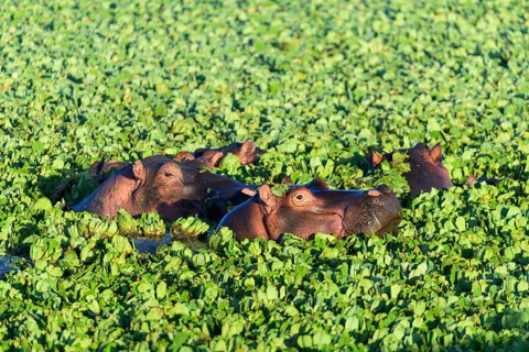 Hippopotamus,