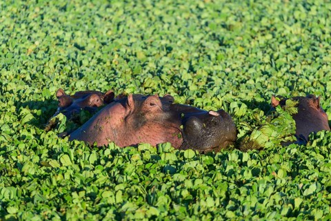 Hippopotamus,