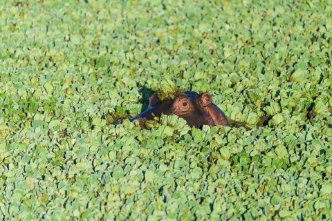 Hippopotamus,