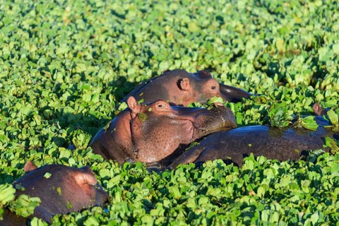 Hippopotamus,