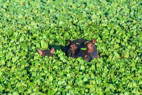 Hippopotamus,