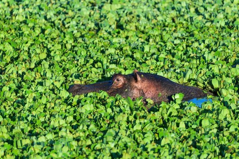 Hippopotamus,