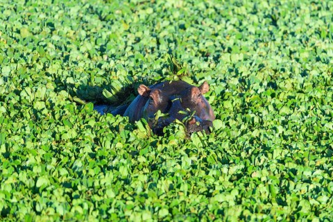 Hippopotamus,