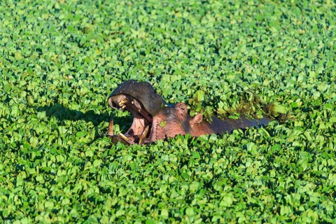 Hippopotamus,