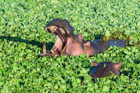Hippopotamus,