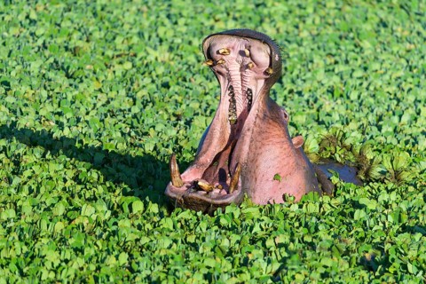 Hippopotamus,