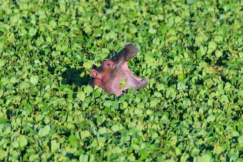 Hippopotamus,