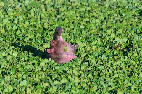 Hippopotamus,