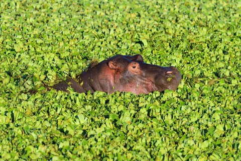 Hippopotamus,