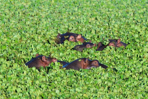 Hippopotamus,
