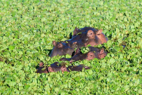 Hippopotamus,