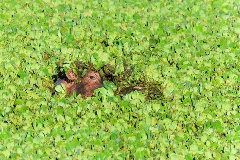 Hippopotamus,