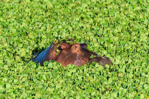 Hippopotamus,