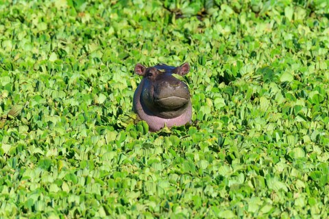 Hippopotamus,
