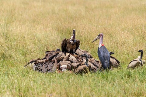 White backed vulture,