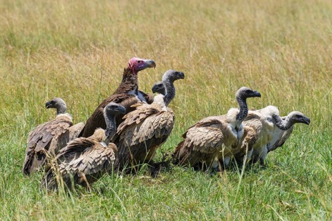 White backed vulture,