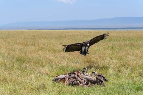 Lappet Faced Vulture,