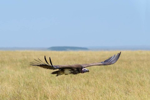 Lappet Faced Vulture,