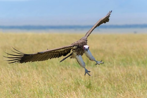 Lappet Faced Vulture,
