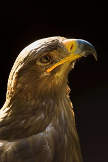 Steppe Eagle,
