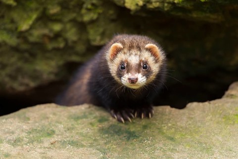 European Ferret, Polecat