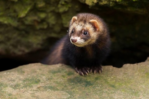 European Ferret, Polecat