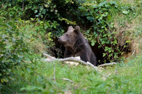 Brown bear,
