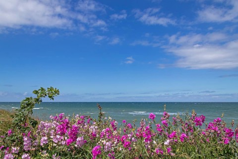 Flowers, vetches